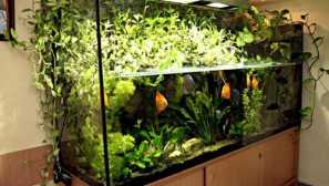 Akvárium v ​​bytě výhody nebo poškození